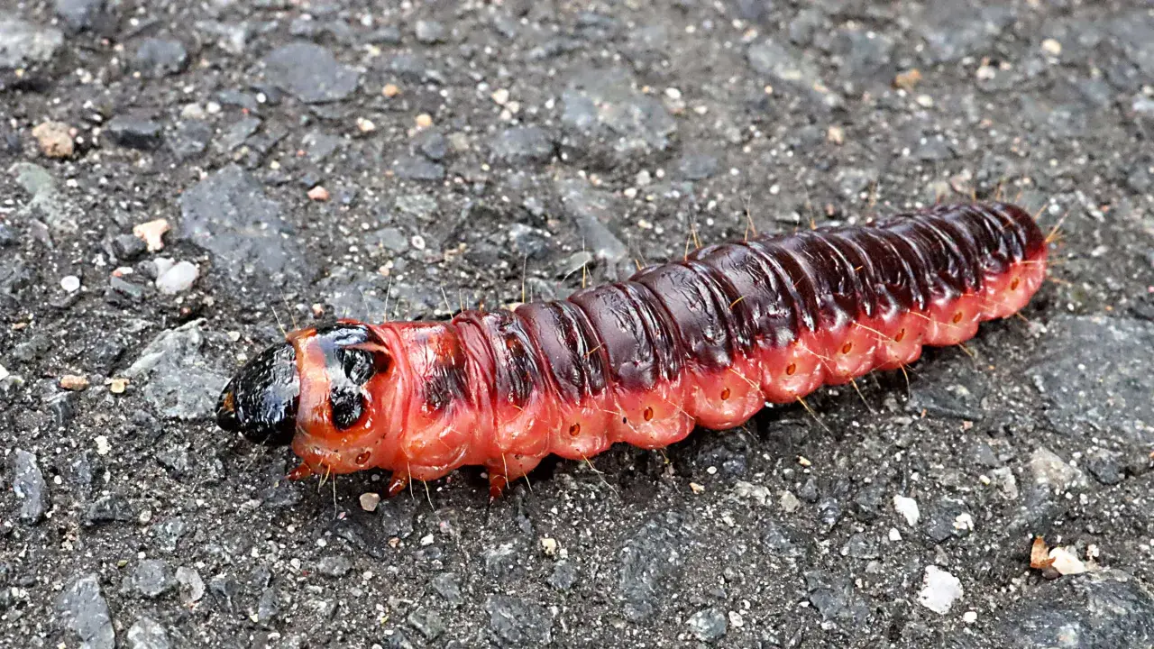 Eine rote Weidenbohrer Raupe mit dunklem Kopf und feinen Härchen auf grauem Untergrund. Vorsicht, sie ist giftig!