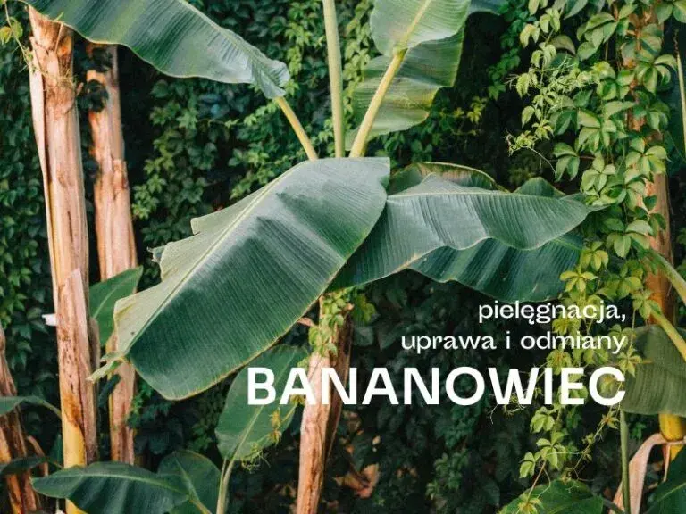 Jak dbać o bananowiec, aby pięknie kwitł i nie usychał