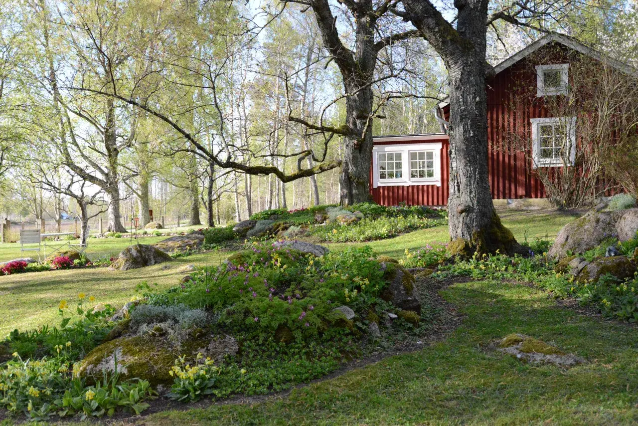 Ett rött hus med vita fönster omgivet av en lummig cottage garden i full blom. Träd med nya gröna blad ger skugga.