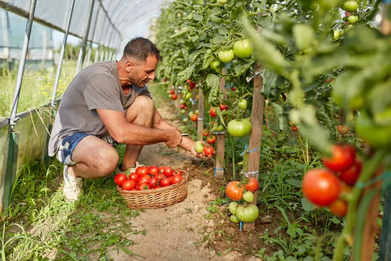 Uomo raccoglie pomodori maturi in serra, accanto a un cesto pieno. La pianta di pomodoro, un ortaggio perenne, offre un raccolto abbondante.