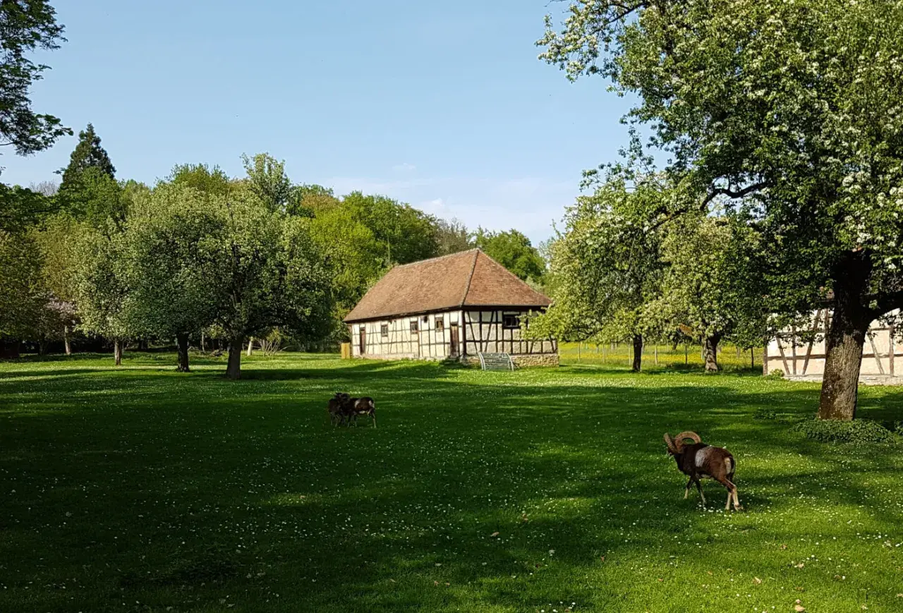 Ein Widder und zwei Schafe grasen auf einer blühenden Wiese im favoritepark ludwigsburg. Fachwerkhäuser und blühende Bäume im Hintergrund.