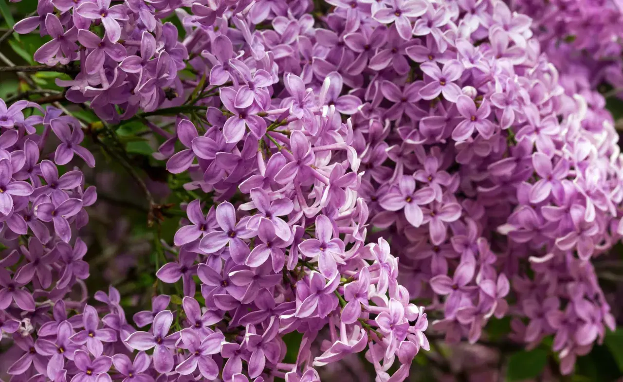 Ein Meer aus zarten lila Fliederblüten. Manche fragen sich, ob **ist Flieder giftig**, aber diese Blüten sind ein Frühlingsgruß.