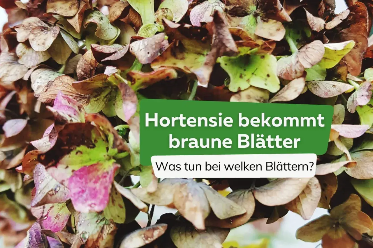 Die Hortensie bekommt braune Blätter. Ein Zeichen, dass die Pflanze Pflege braucht.