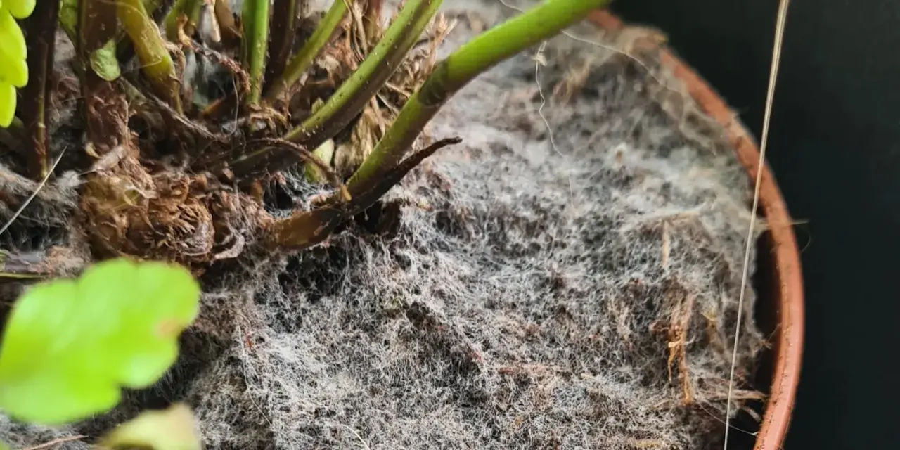 Ein dichter, weißer **Schimmel auf Blumenerde** bedeckt den Topf einer Pflanze. Die feinen Fäden des Schimmels umschlingen die braunen Wurzeln und den dunklen Boden.