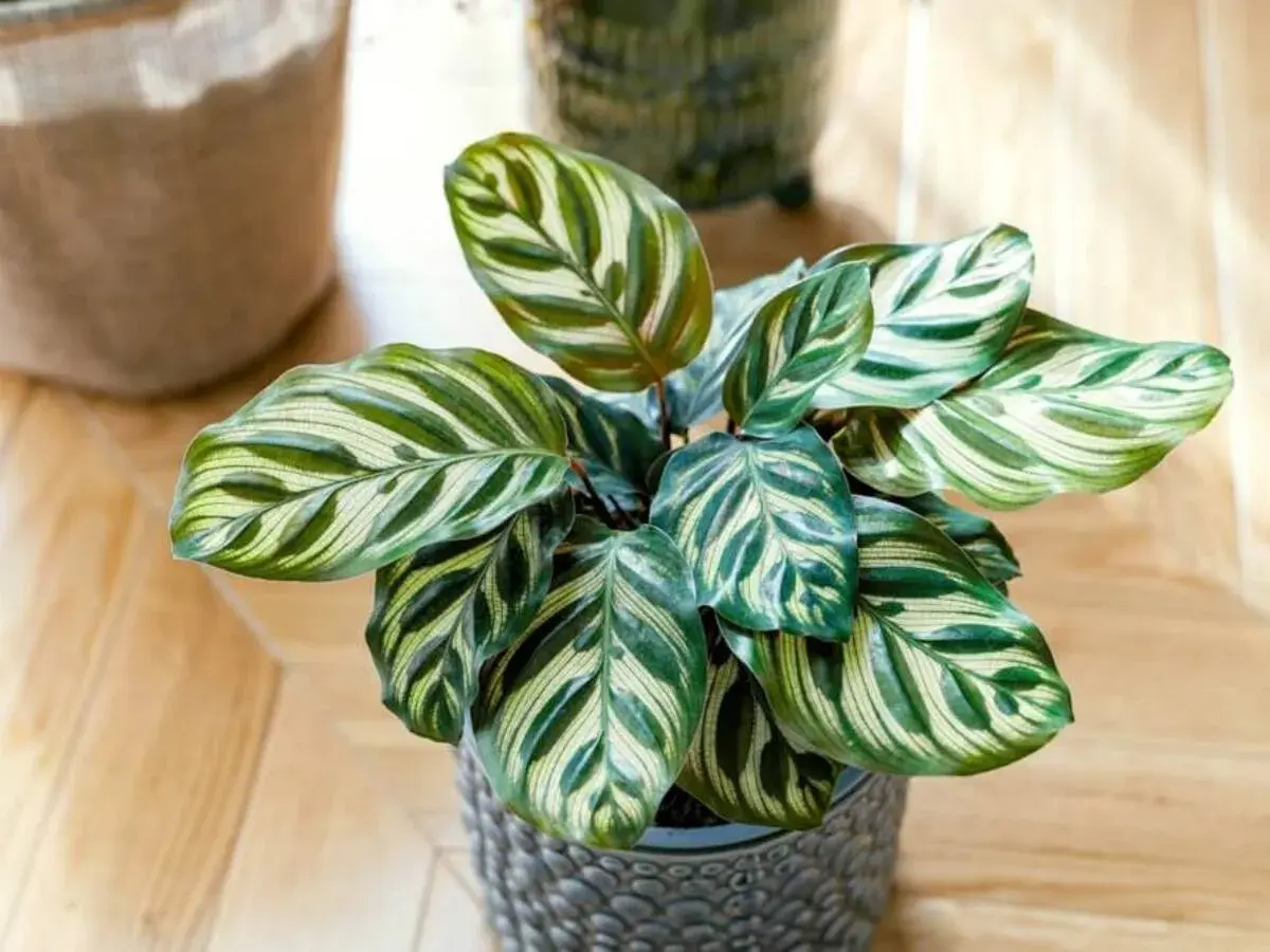 Calathea lancifolia z liśćmi w paski, jakby namalowanymi pędzlem, w szarej doniczce na drewnianej podłodze.