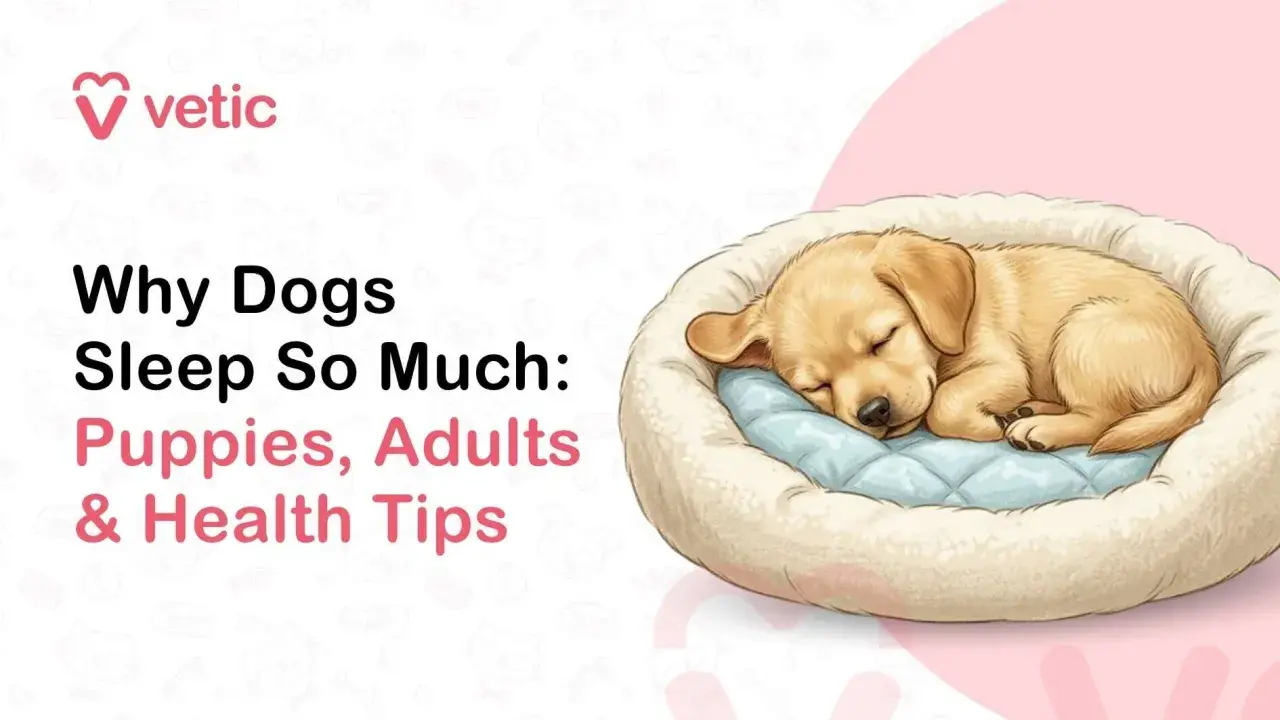 A golden puppy sleeps soundly in a plush bed, illustrating why dogs sleep so much. Text reads "Why Dogs Sleep So Much: Puppies, Adults & Health Tips.