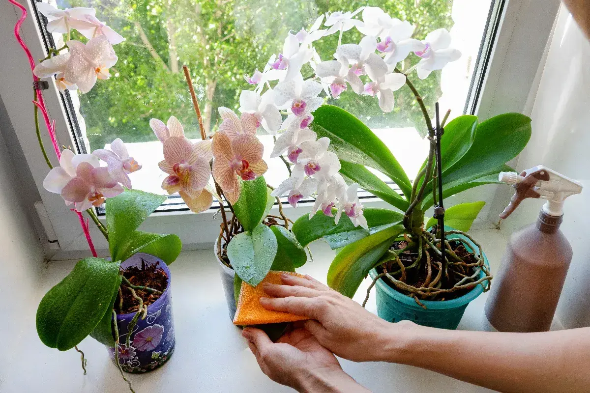 Comment nettoyer les feuilles d'orchidées : une éponge orange nettoie délicatement les feuilles vertes d'une orchidée sur le rebord de la fenêtre.