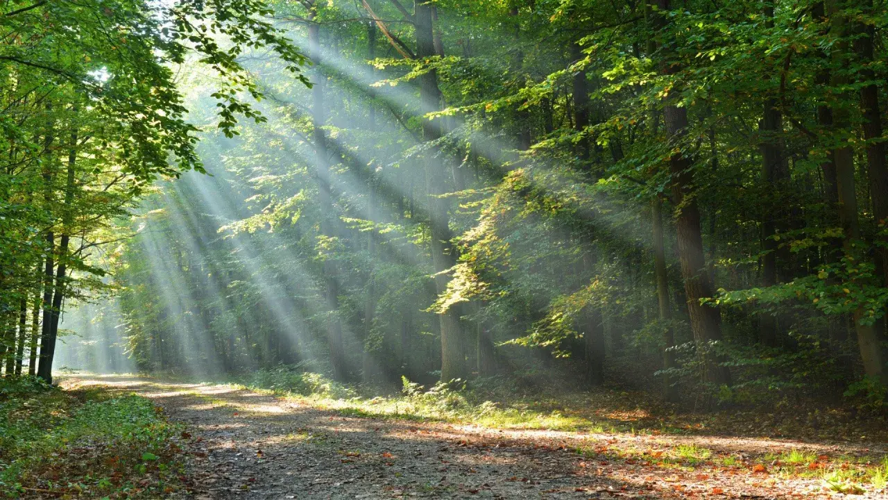 Promienie słońca przebijające się przez liście tworzą magiczną atmosferę w jednym z najpiękniejszych lasów w Polsce.