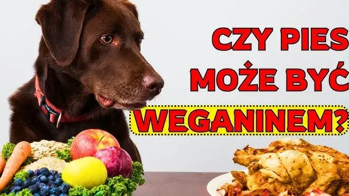 Czy pies może jeść mięso z rosołu? Uniknij zagrożeń, karm bezpiecznie