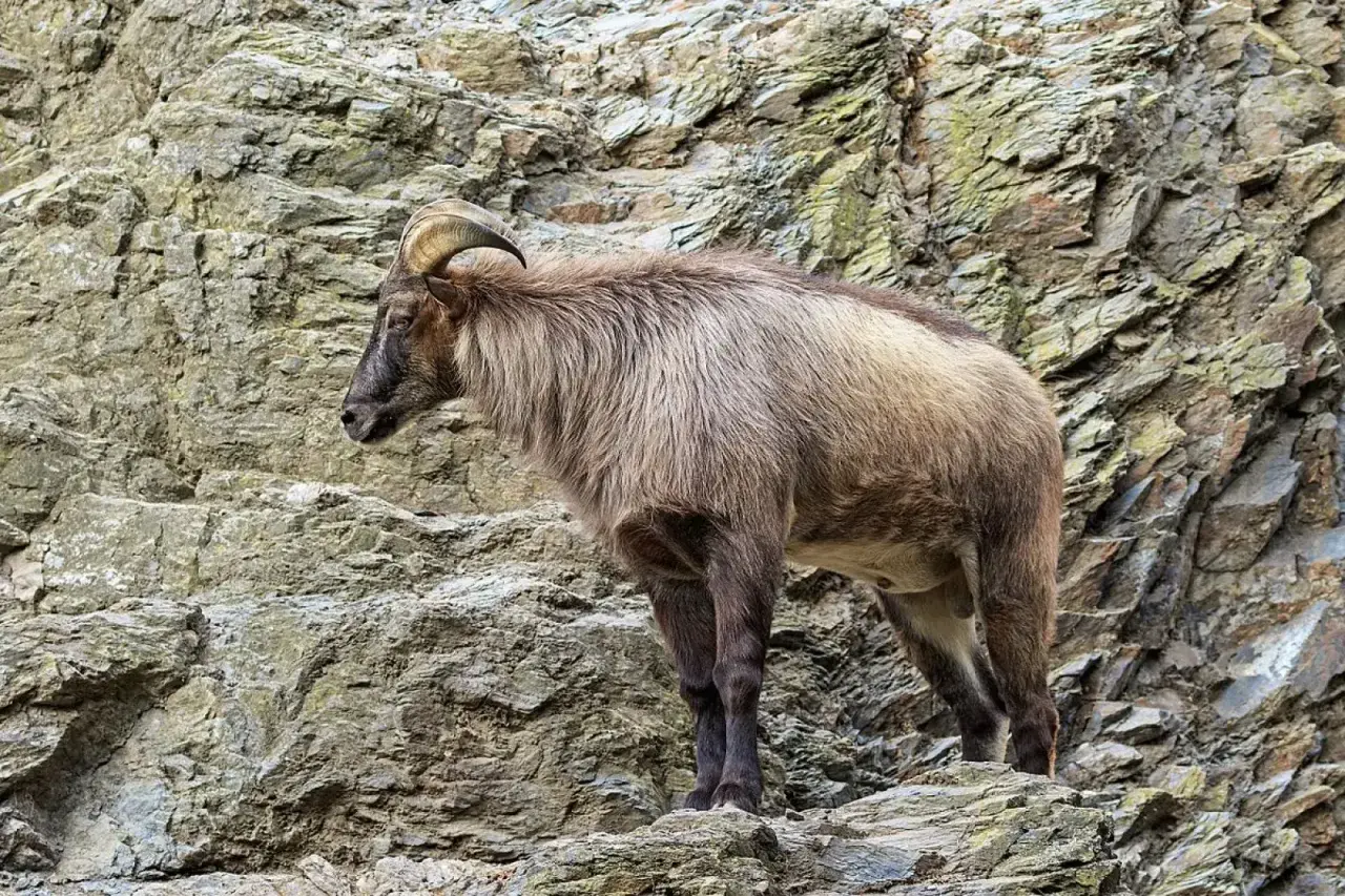 Un tar del Himalaya, con su pelaje denso y cuernos curvos, se posa con agilidad sobre rocas escarpadas.