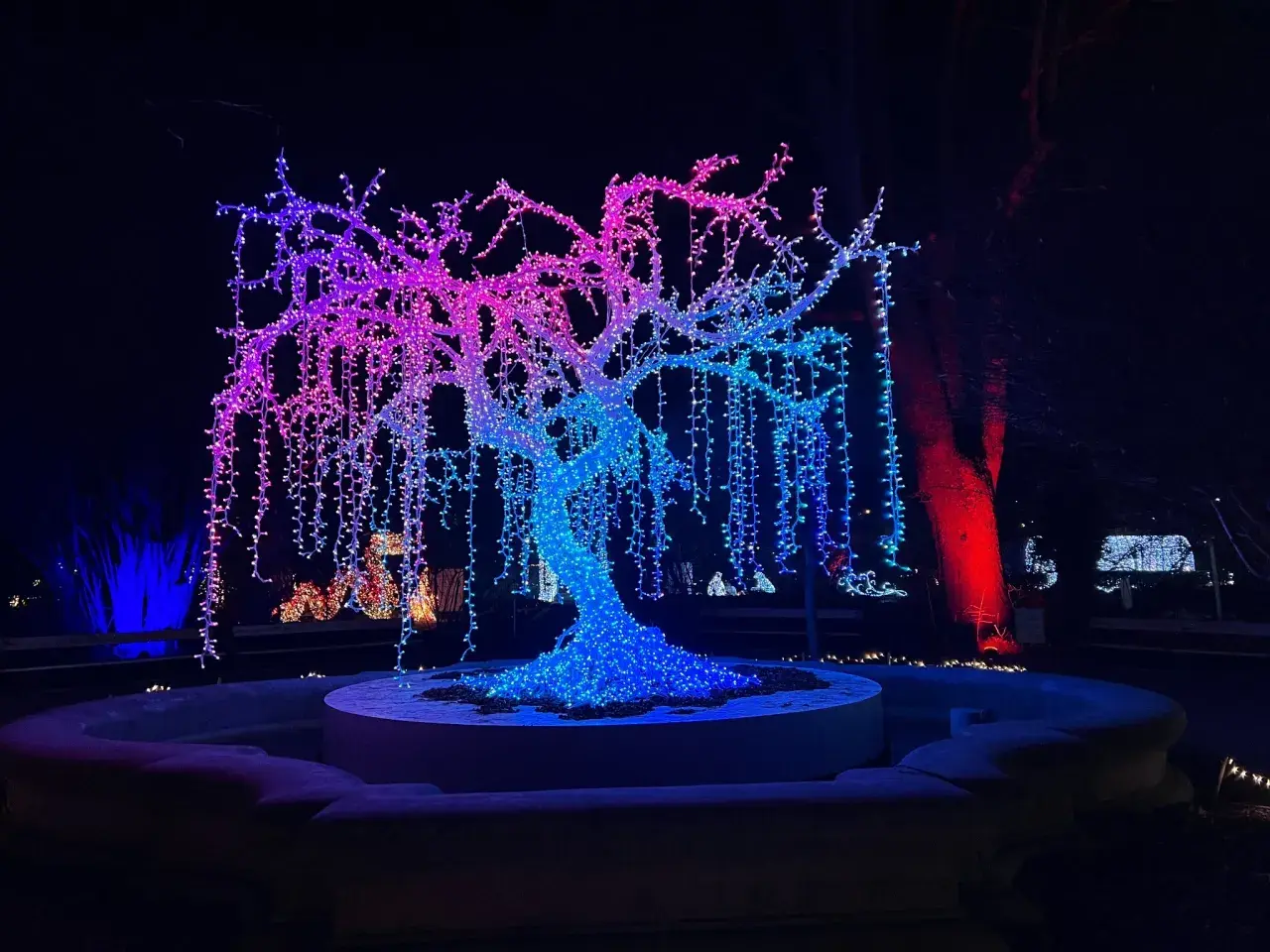 Magiczne iluminacje świetlne w Warszawie: drzewo ozdobione tysiącami kolorowych lampek, tworzące tęczowy wodospad światła.