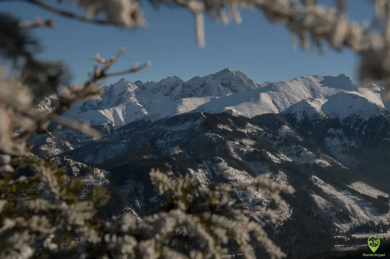 Zimowy widok na Tatry z ośnieżonymi szczytami i lasami. W oddali widać majestatyczne góry, a na pierwszym planie gałęzie drzew pokryte szronem. Widok z Rusinowej Polany.