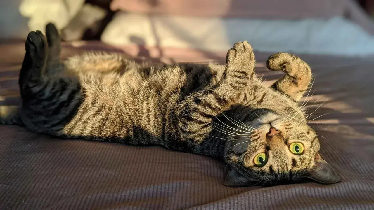 Gato atigrado boca arriba, mostrando sus patas y ojos verdes. Un ejemplo de los cuidados de un gato es su tiempo de juego y descanso.