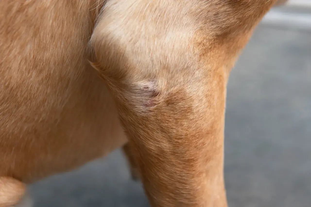 Close-up of a dog's leg showing a red, irritated patch of skin, possibly a symptom of autoimmune disease in dogs.
