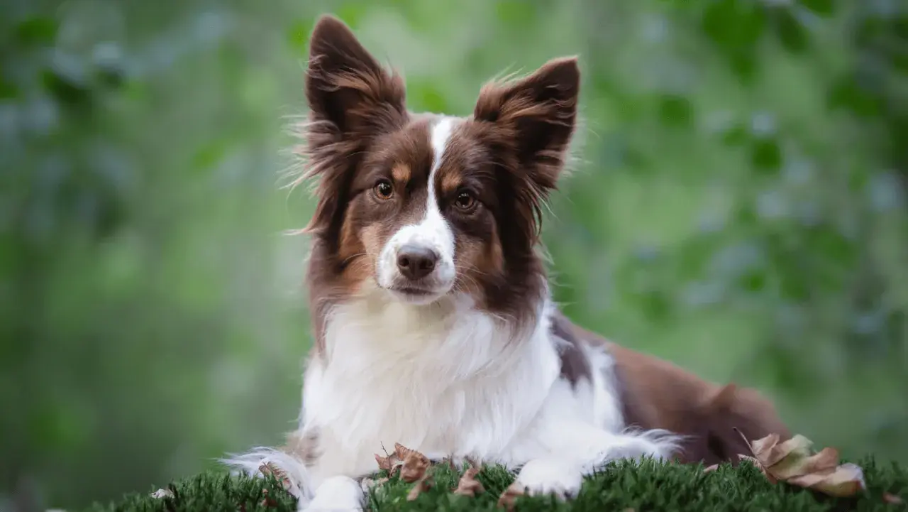 Piękny pies rasy border collie, jedna z wielu nowych ras psów, leży na mchu.