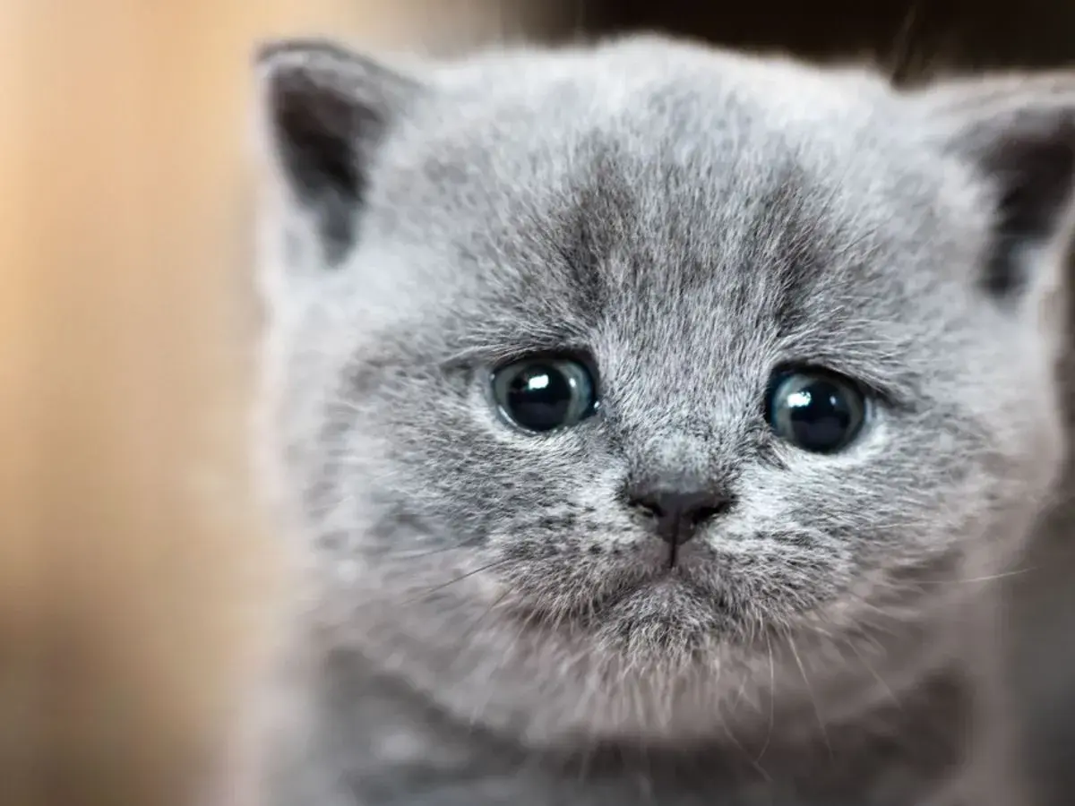 Un gatito gris con ojos grandes y tristes parece que los gatos lloran.