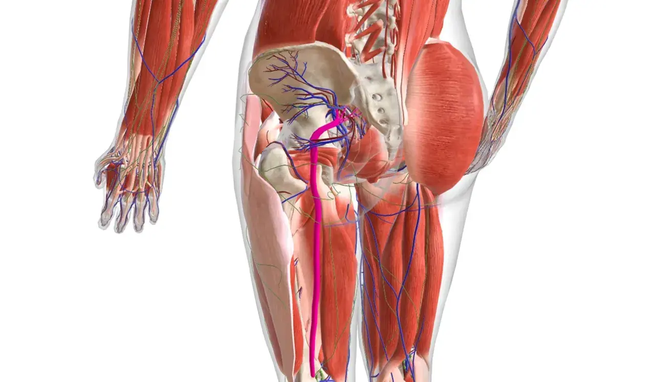 Dettaglio anatomico del bacino e delle gambe, con evidenziati i muscoli, i vasi sanguigni e i nervi. L'infiammazione nervi può causare dolore in quest'area.