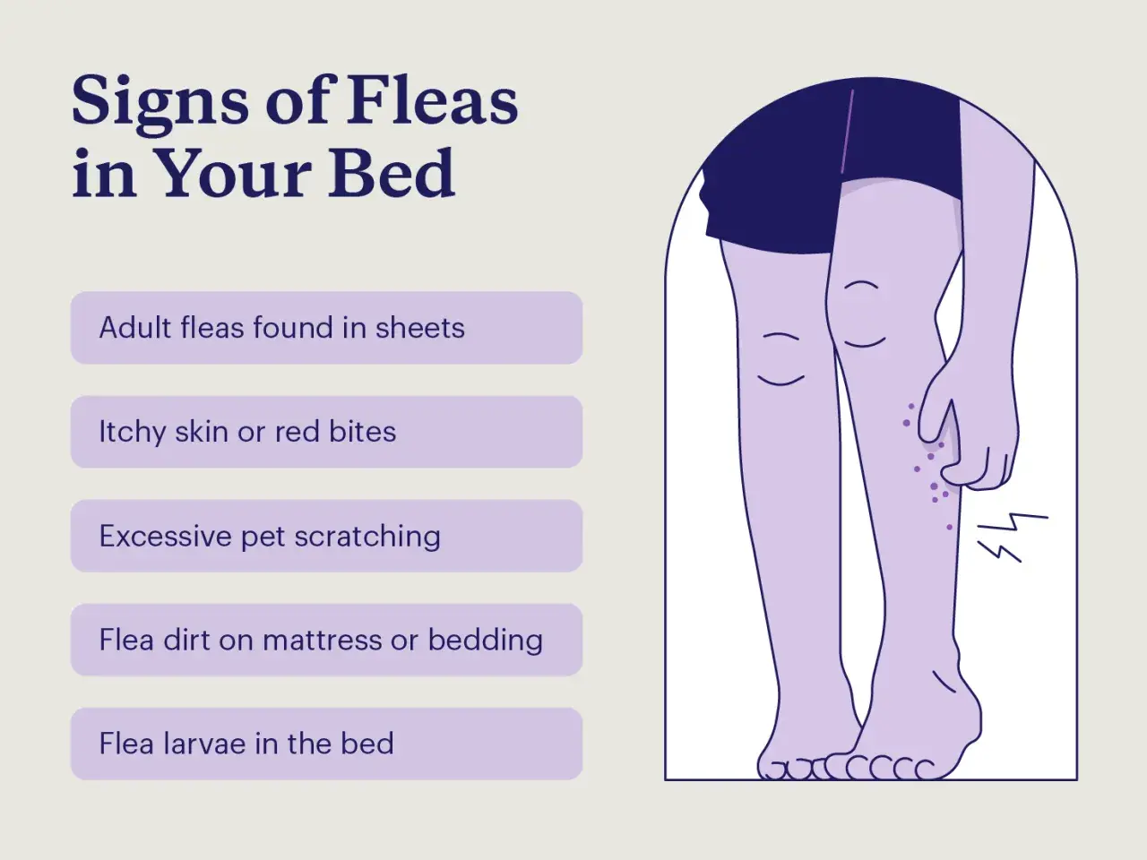 Signs of fleas in bed include itchy skin, red bites, and flea dirt. Illustration shows legs with bites.