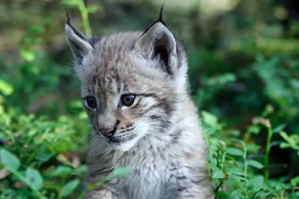 Ein junger Luchs, eine scheue Katze, schaut neugierig aus dem grünen Unterholz.
