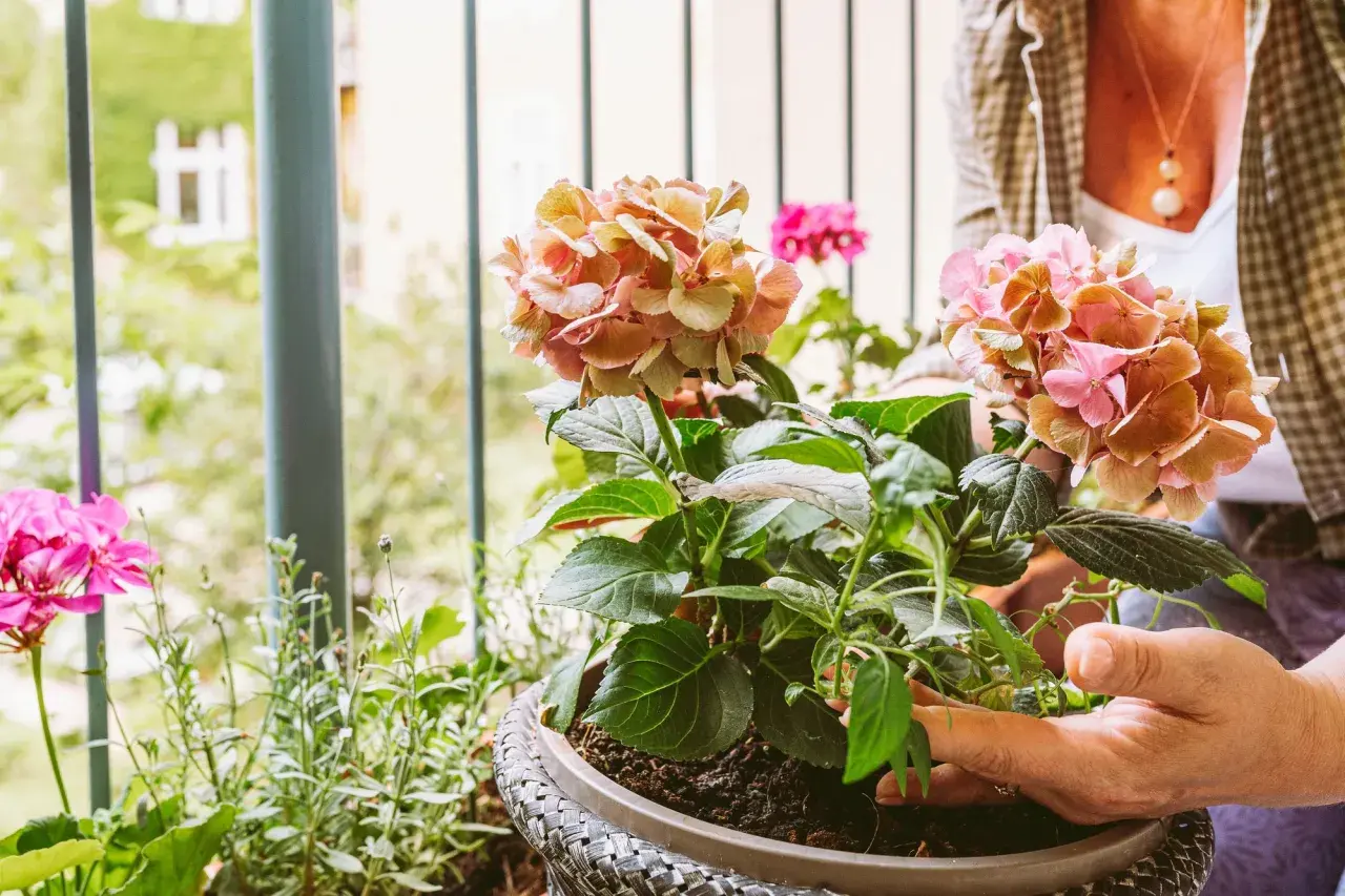 Frau bepflanzt einen Blumenkasten mit Hortensien und Geranien auf dem Balkon.