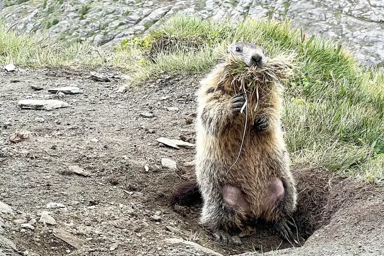 Ein Murmeltier mit einem Büschel Gras im Maul steht aufrecht vor seinem Bau in den Alpen.