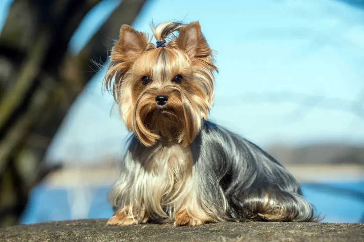 Uroczy york terrier duży, z kokardką na głowie, siedzi na kamieniu na tle błękitnego nieba i drzew.