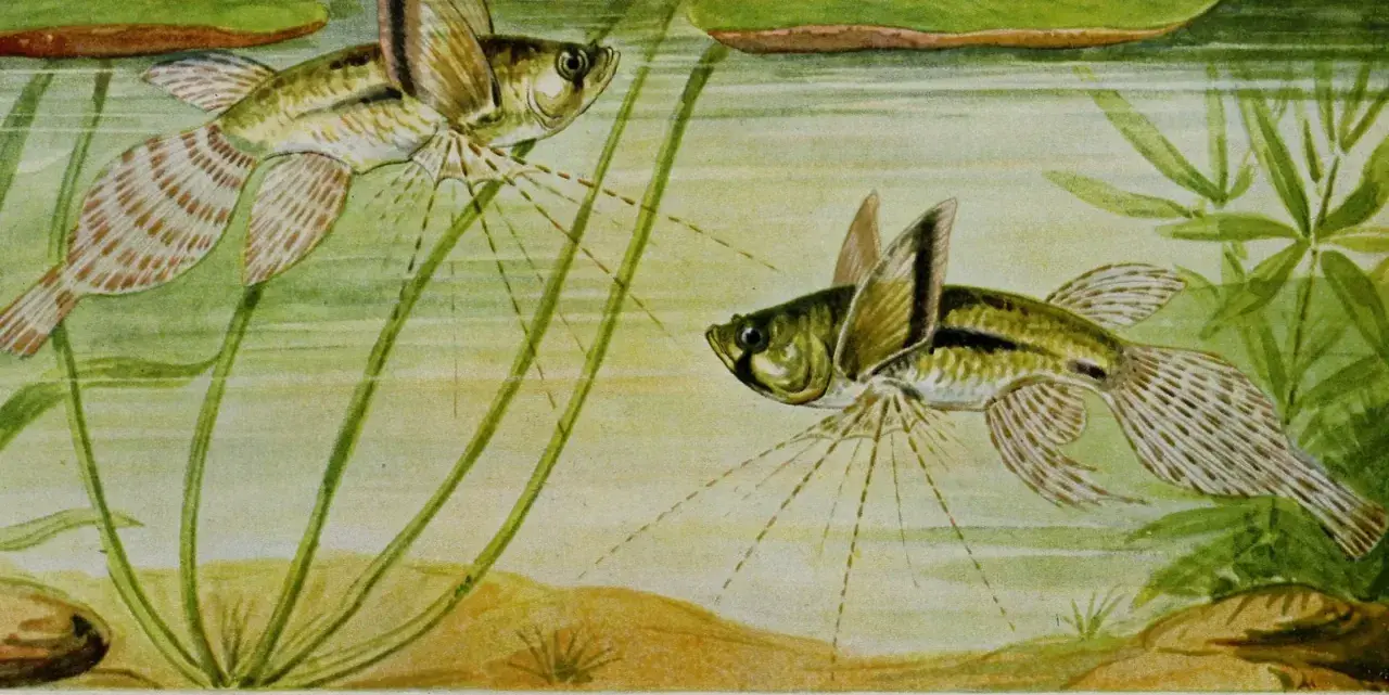 Dos peces mariposa de agua dulce nadan entre plantas acuáticas.