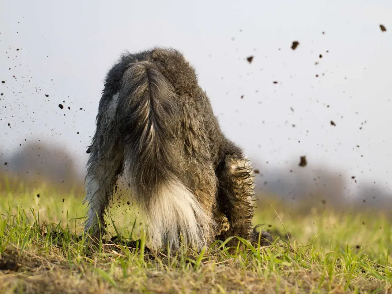 Ein struppiger Hund gräbt mit dem Kopf tief in der Erde, während Erde um ihn herum aufwirbelt.