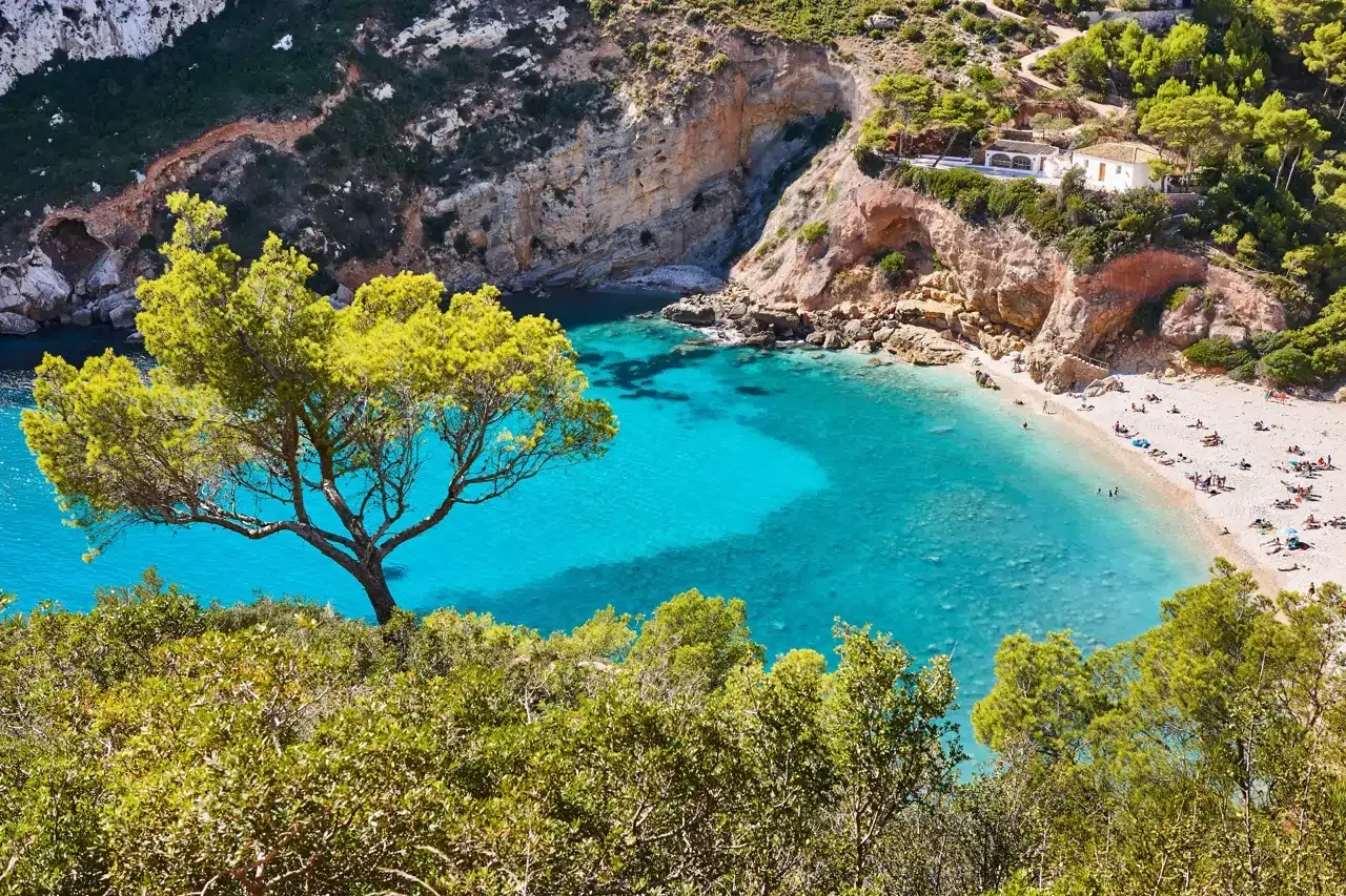 Una cala idílica con aguas turquesas y una playa de arena, rodeada de acantilados y vegetación exuberante. Un árbol solitario se alza en primer plano. Es la spiaggia di Valencia, un paraíso terrenal.