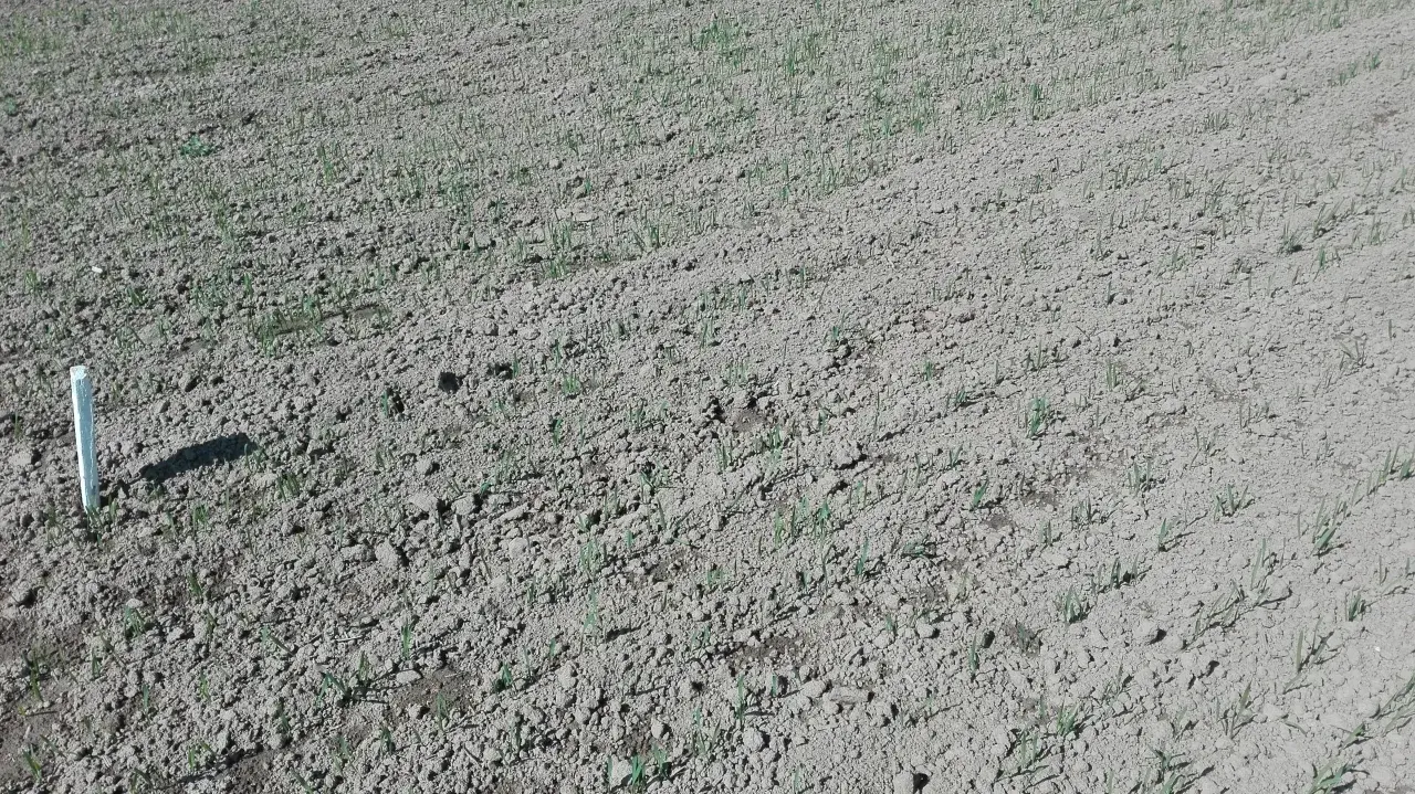 Jaki nawóz pod siew pszenicy jarej, aby uniknąć problemów z plonami?
