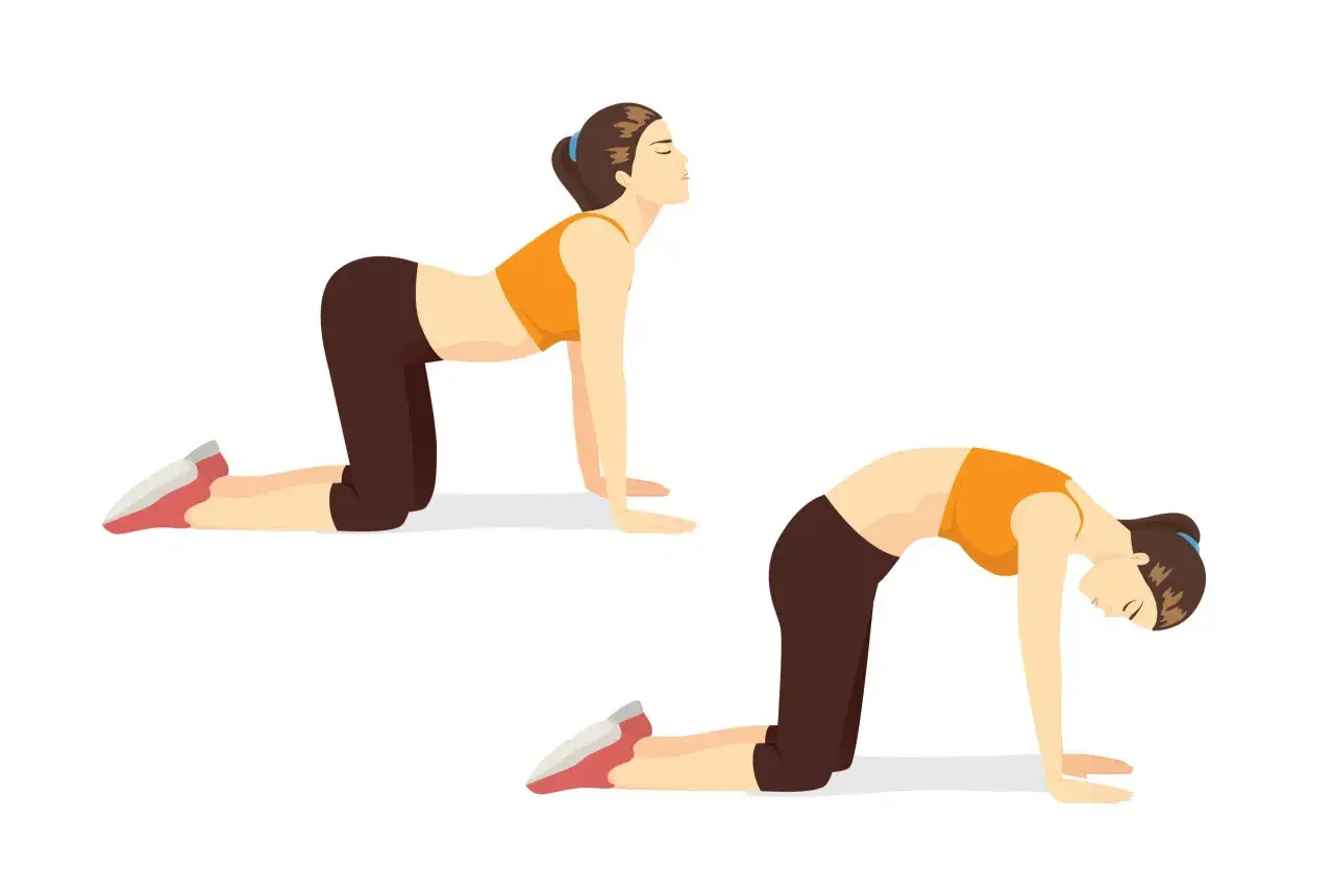 Deux postures de yoga illustrant des techniques de respiration : le dos creusé et le dos rond.
