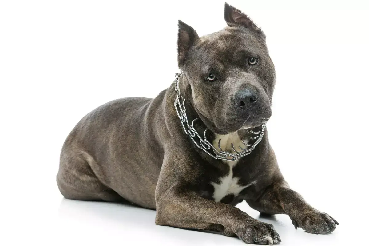 Potężny amerykański staffordshire terrier z metalowym łańcuchem na szyi leży na białym tle, patrząc wprost.