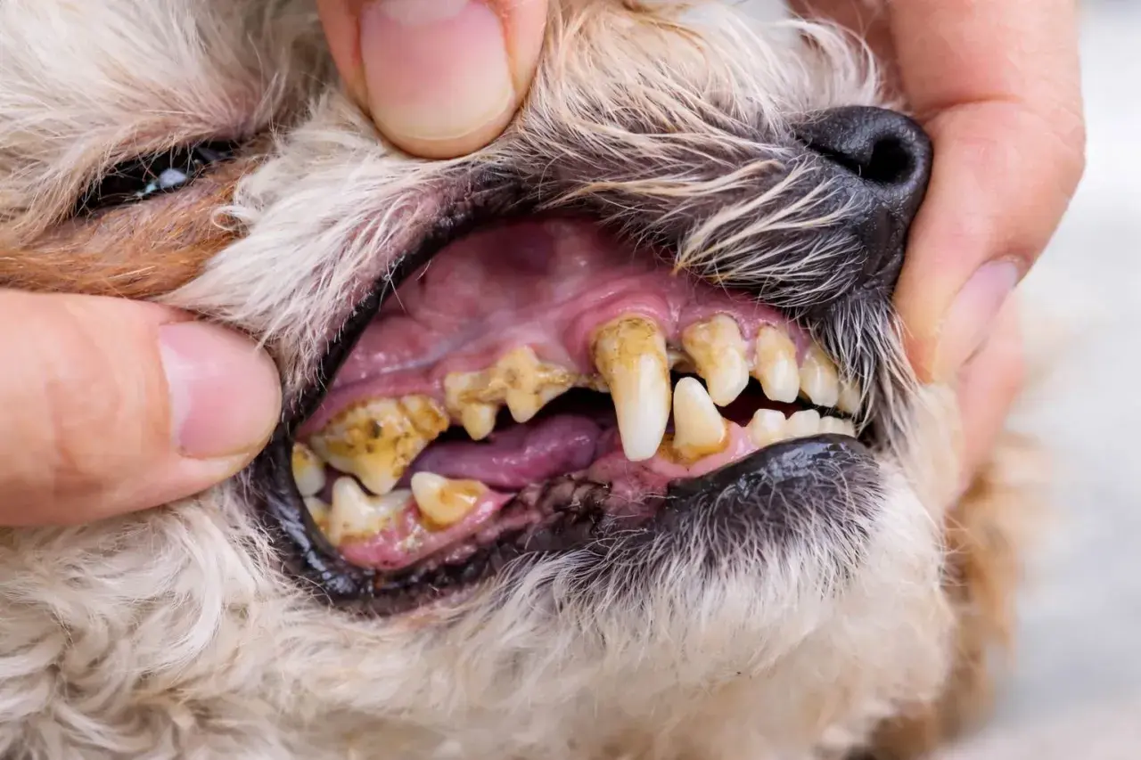 Boca de perro con sarro severo en los dientes. Las encías están inflamadas y los dientes amarillentos, indicando un problema de sarro en perros.