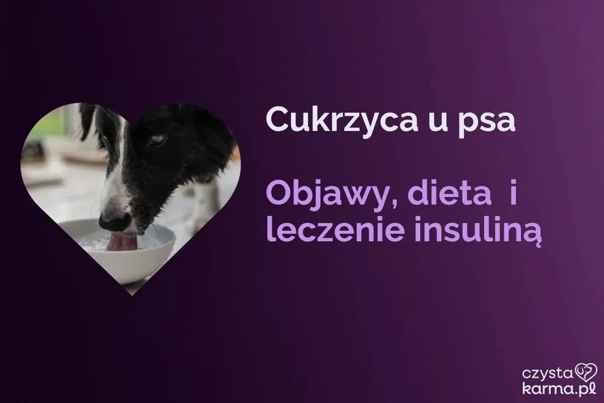 Pies z cukrzycą może żyć długo, jeśli odpowiednio zadbamy o jego dietę i leczenie. Dowiedz się więcej o objawach i insulinoterapii.