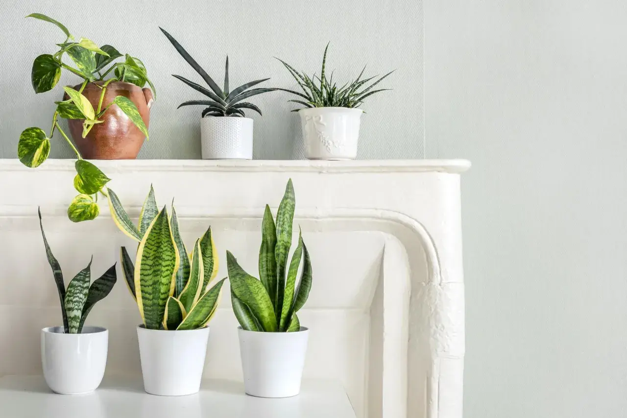 Zielone liściaste kwiaty doniczkowe: Epipremnum, Sansevieria trifasciata, Aloe vera.