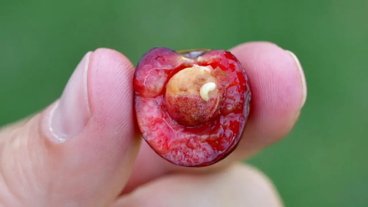 Une cerise coupée en deux, tenue entre deux doigts, révèle un petit ver blanc se nourrissant du noyau.
