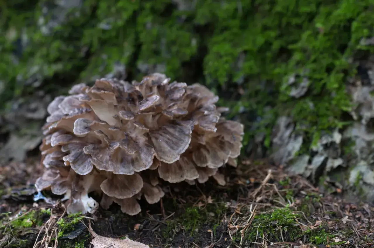 Un gruppo di funghi giapponesi, simili a petali marroni, cresce su un tronco ricoperto di muschio verde.