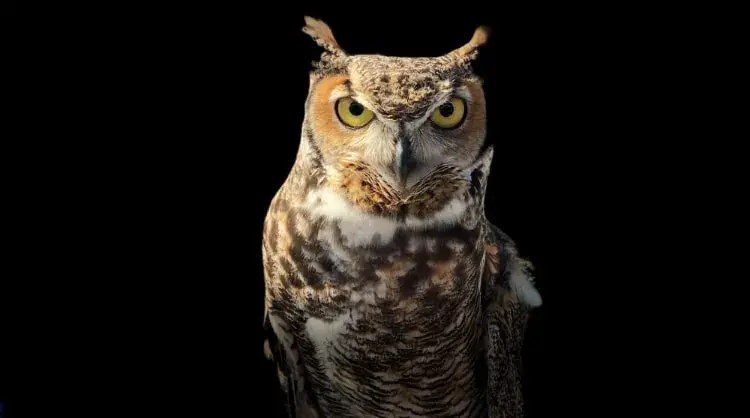 Czym żywi się sowa? Odkryj tajemnice diety tych drapieżników