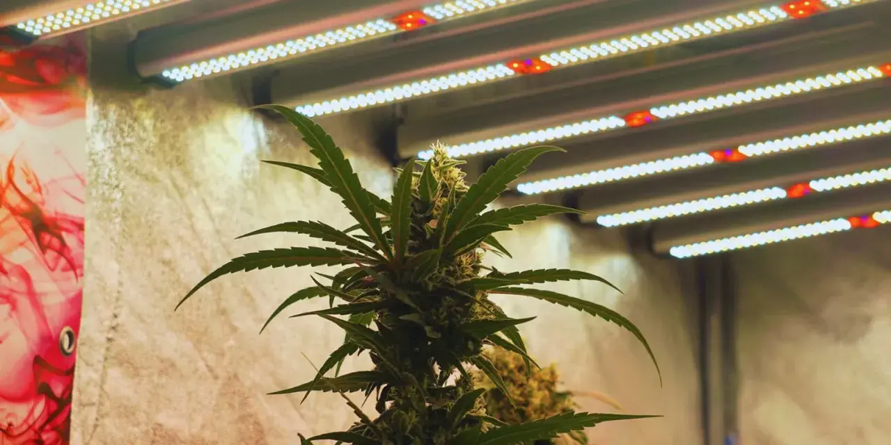 Pianta di cannabis autofiorente sotto luci LED, ottimizzando le ore di luce per una crescita rigogliosa.