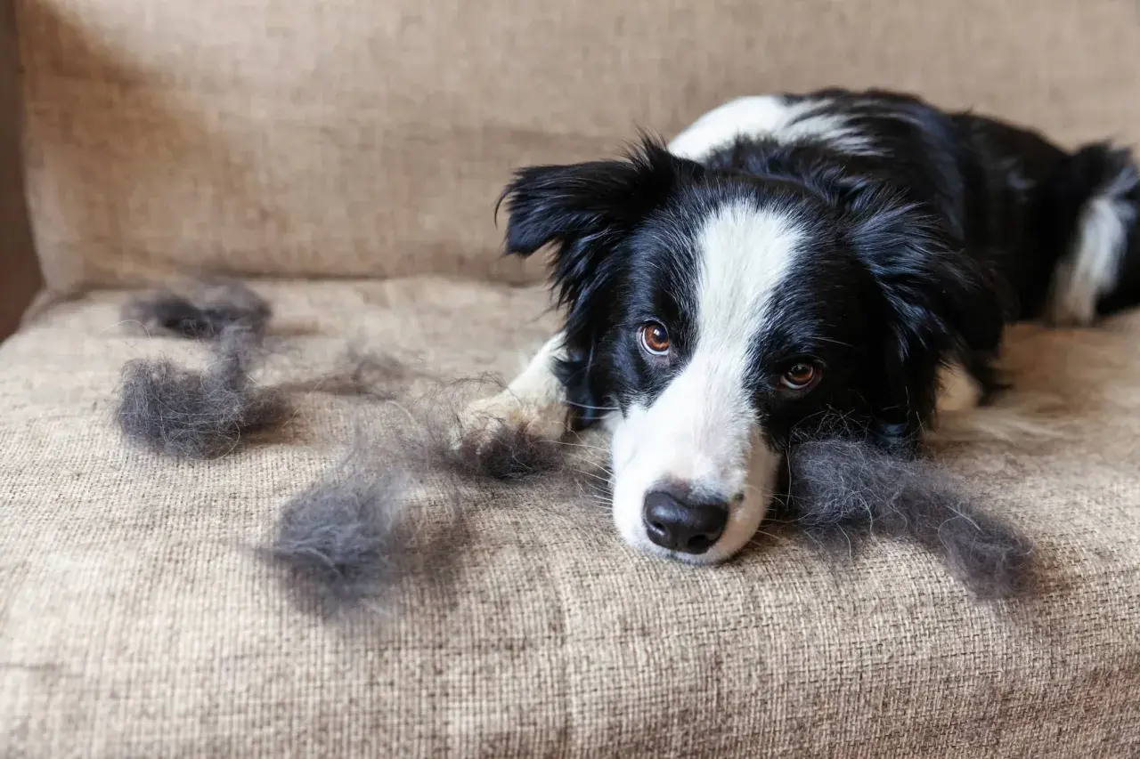 Border Collie liegt traurig auf dem Sofa, umgeben von Haarbüscheln. Der **Haarausfall Hund** ist deutlich sichtbar.