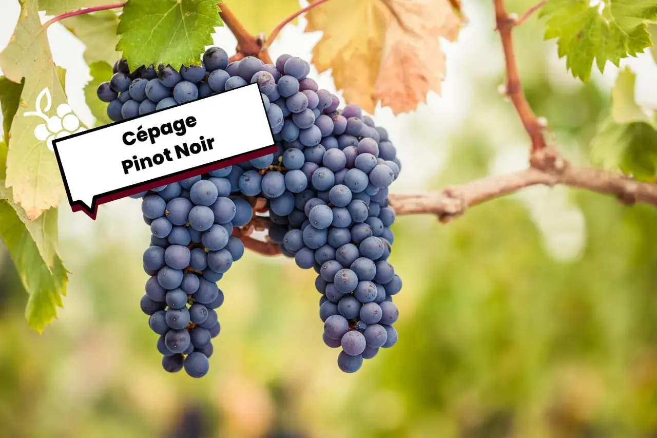 Grappes de Pinot Noir mûres sur la vigne, évoquant l'origine de ce cépage noble.