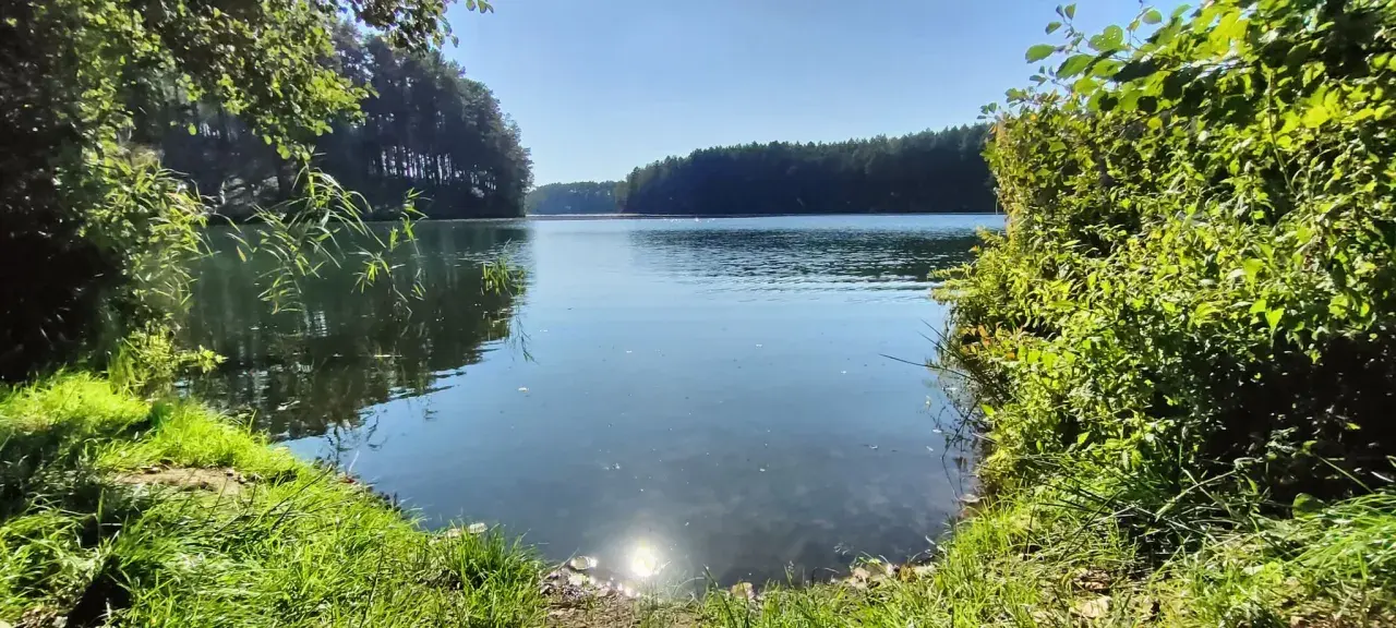 Spokojna tafla jeziora odbija błękitne niebo i gęsty las. Wokół bujna zieleń, trawy i krzewy tworzą malowniczy krajobraz dąbrówki leśnej.