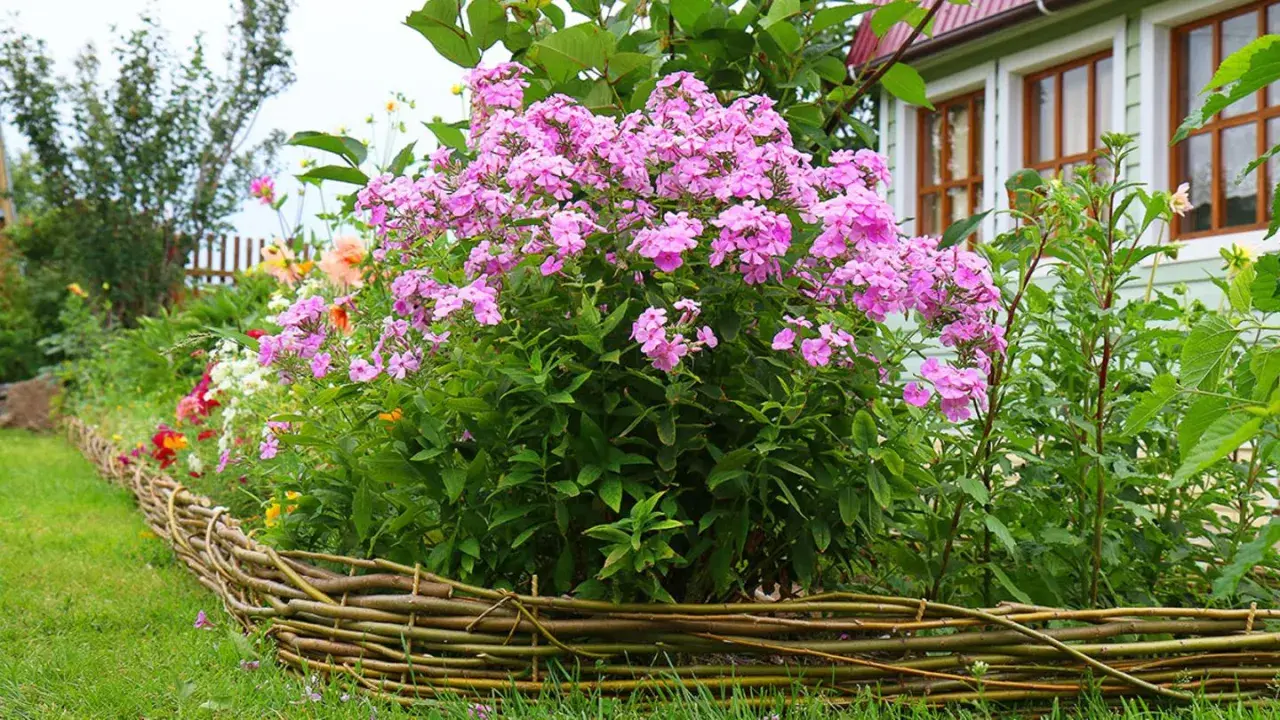 Ein üppiger Phlox-Standort blüht in einem Garten neben einem Haus. Der niedrige Weidenzaun umrahmt die bunten Blumen.
