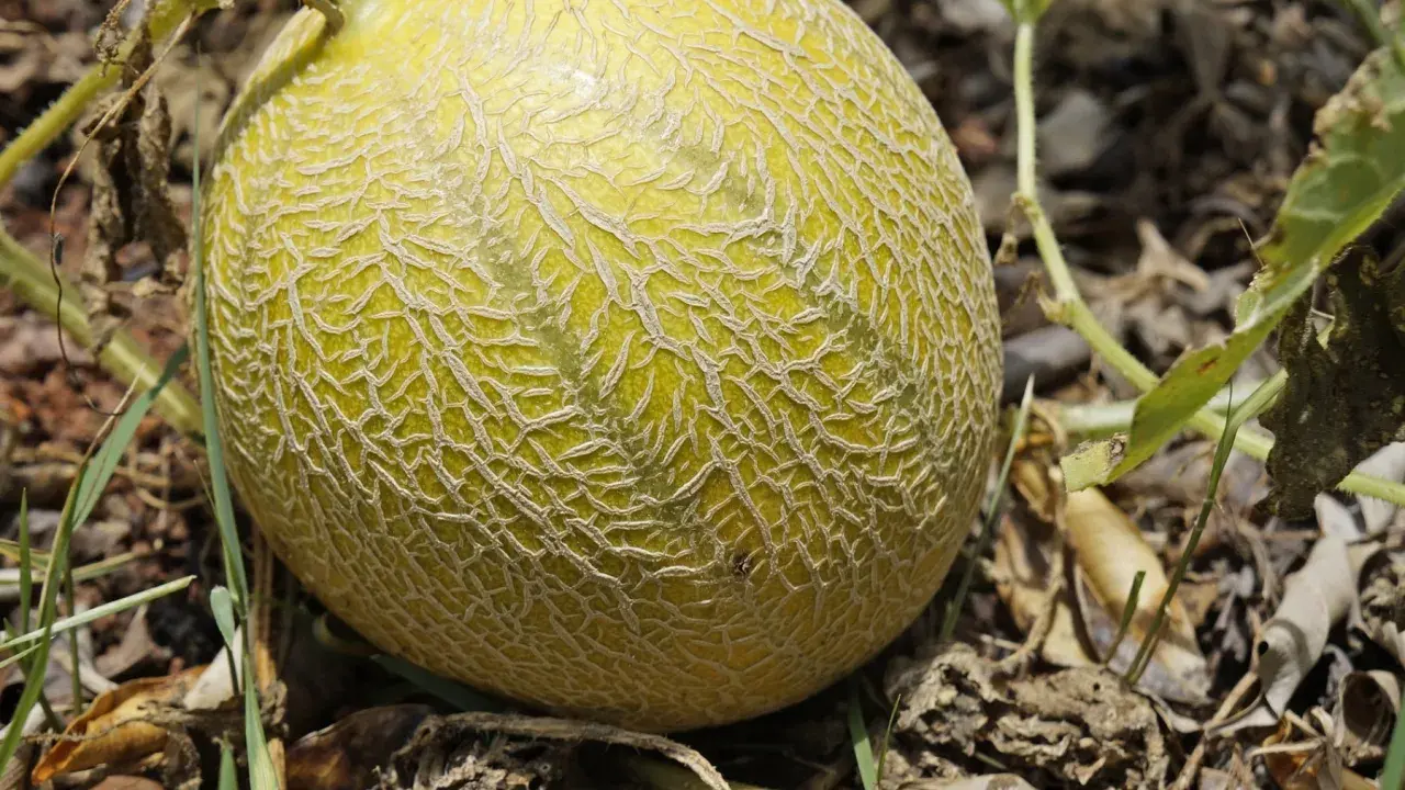 Dojrzewający melon na łodydze, dowód udanej uprawy melona. Siateczkowata skórka i zielone liście.