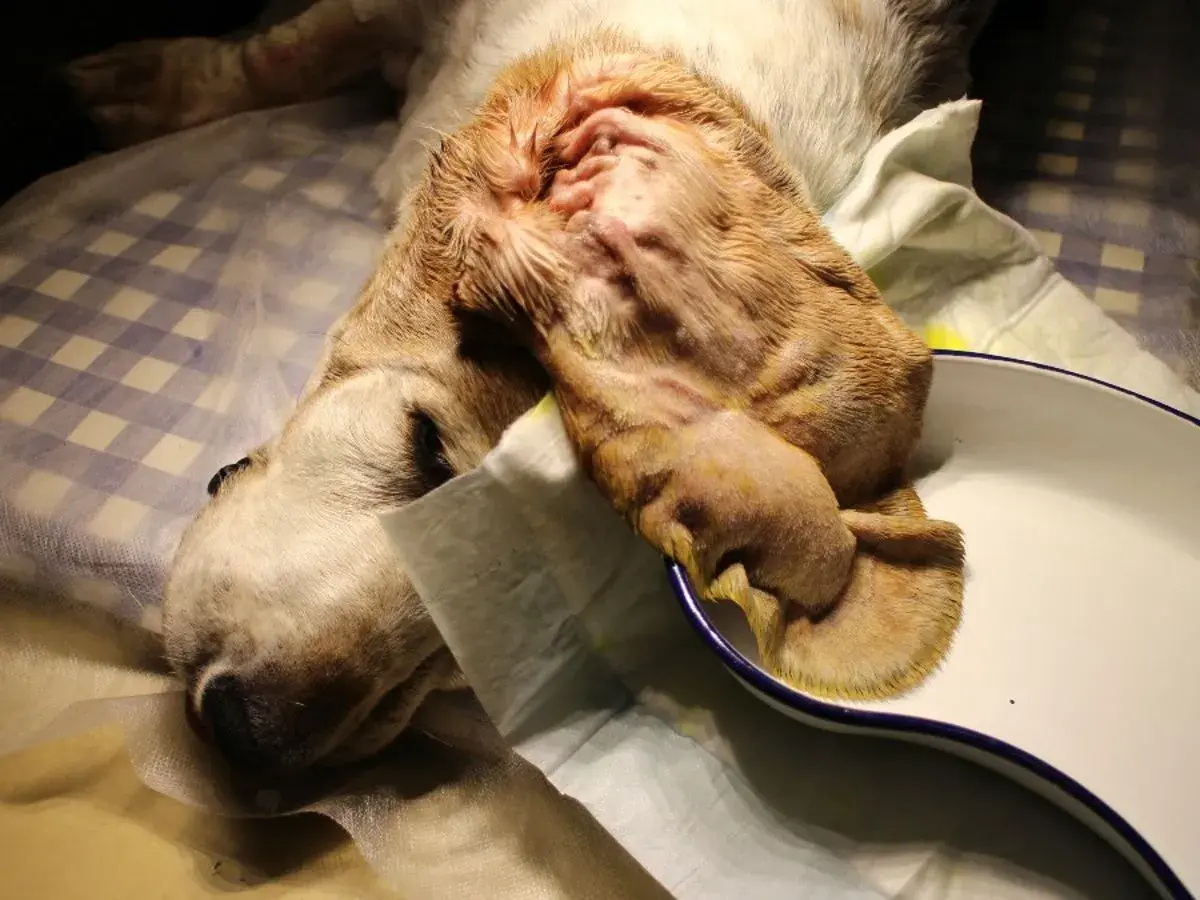 Ein Hund mit einem blutigen Ohr liegt auf einer Decke. Das Ohr ist geschwollen und wund, möglicherweise nach einer Verletzung oder Operation.