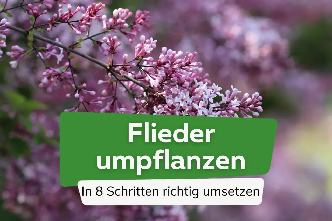 Zarte Fliederblüten im Vordergrund, im Hintergrund verschwommen. Text: "Flieder umpflanzen. In 8 Schritten richtig umsetzen.
