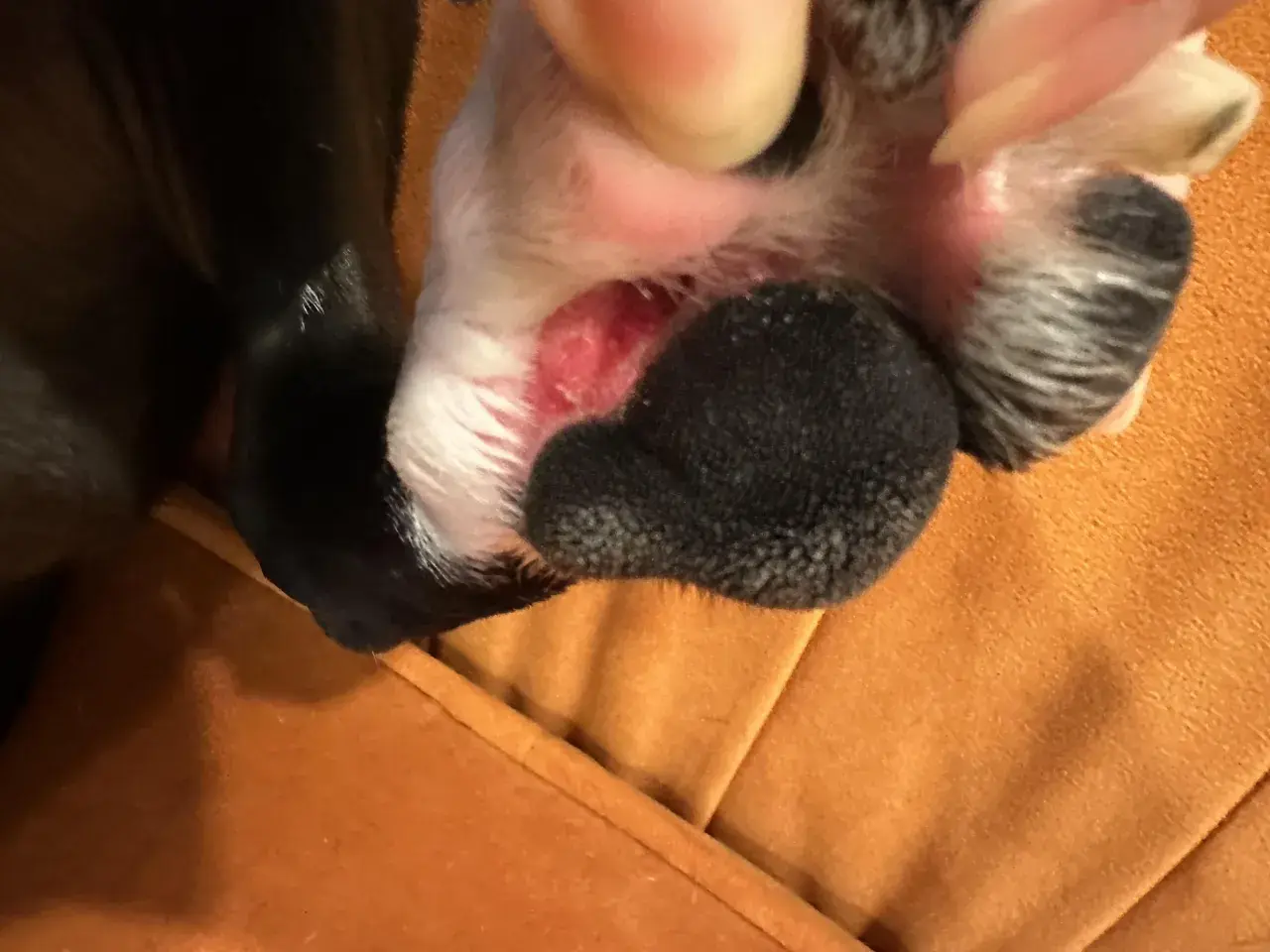 Close-up of a dog's paw with red, irritated skin between the pads. This might be why do dogs lick their paws, seeking relief from discomfort.