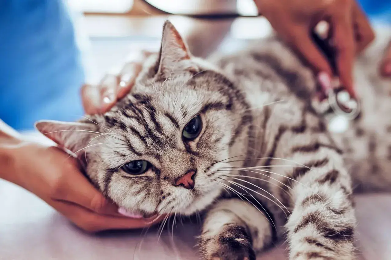 A veterinarian examines a tabby cat, checking for a heart murmur. The cat looks calm as it's gently held.