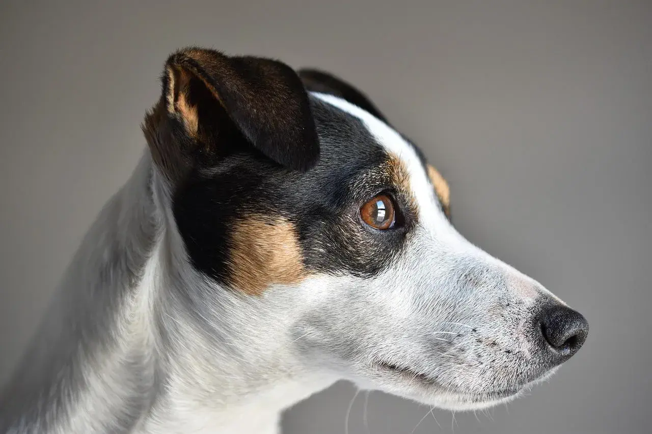 Skuteczne metody, jak wytresować jack russell terrier bez frustracji