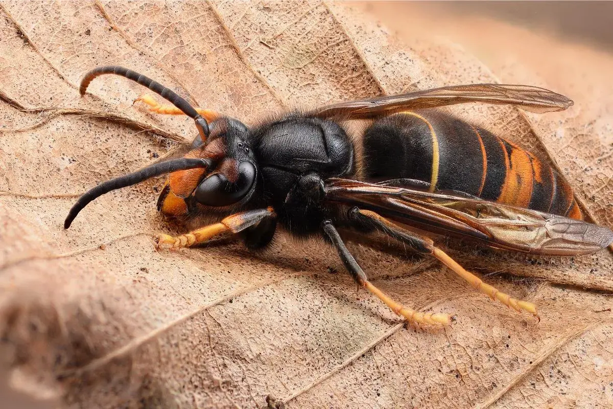 Un maestoso calabrone nero e giallo gigante riposa su una foglia secca, le sue ali trasparenti e le zampe gialle ben visibili.